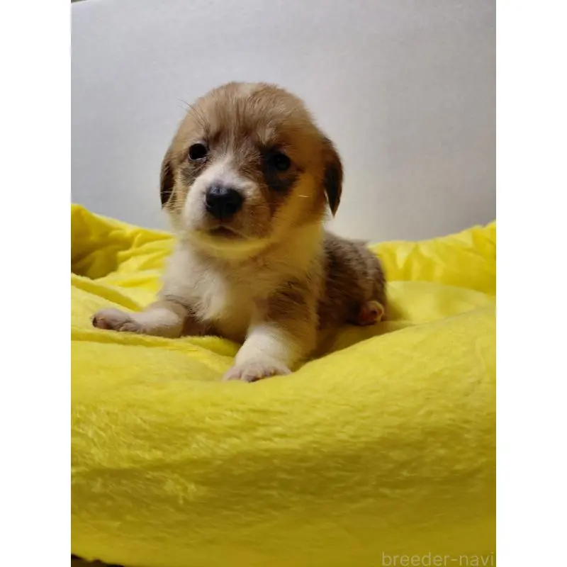 販売中の神奈川県のミックス犬-456144の5枚目