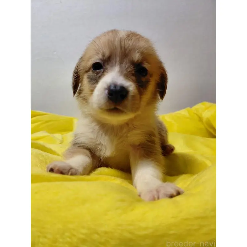 販売中の神奈川県のミックス犬-456144の4枚目