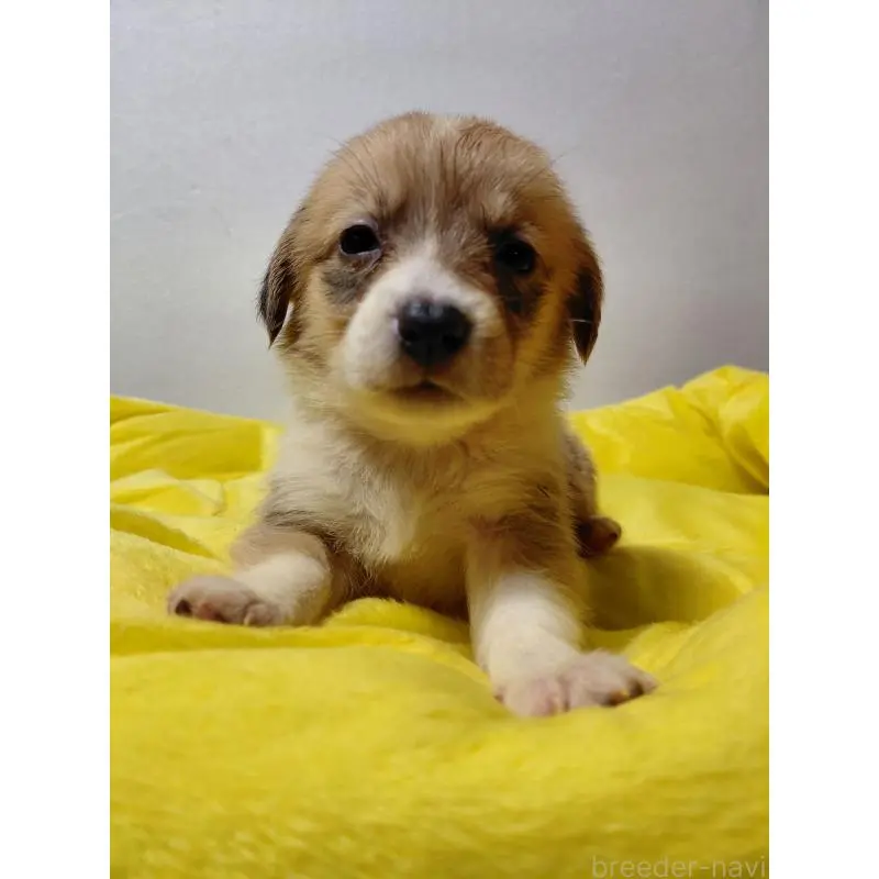 販売中の神奈川県のミックス犬-456144の3枚目