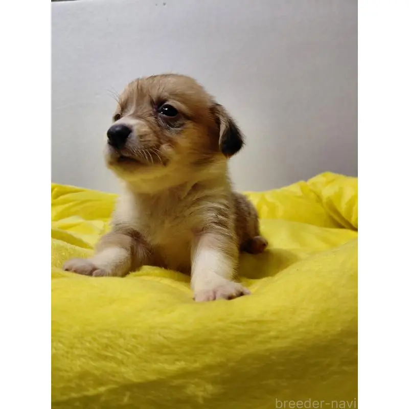 販売中の神奈川県のミックス犬-456144の2枚目