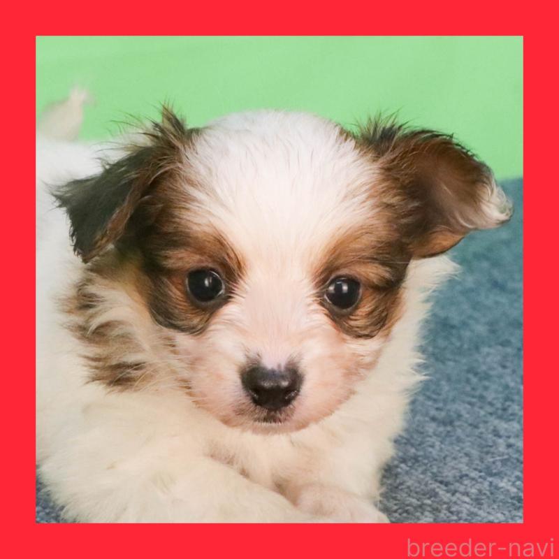 販売中の愛知県のパピヨン-451373