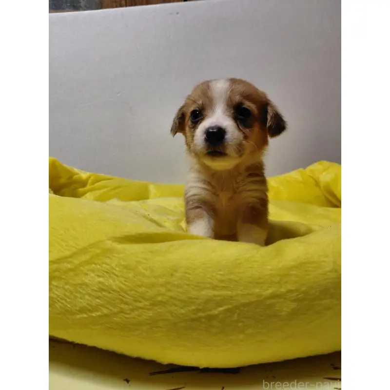 販売中の神奈川県のミックス犬-456145の12枚目