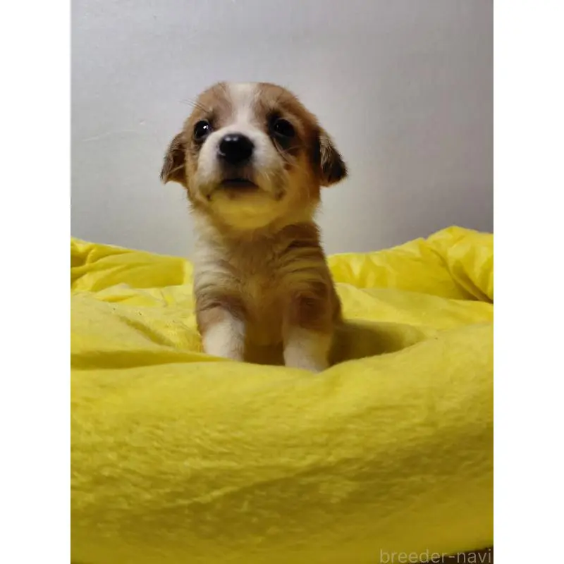 販売中の神奈川県のミックス犬-456145の11枚目