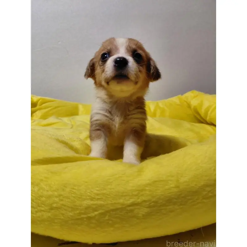 販売中の神奈川県のミックス犬-456145の10枚目