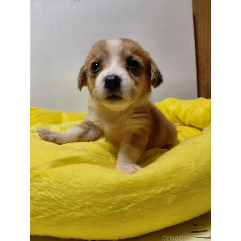 販売中の神奈川県のミックス犬-456145の9枚目