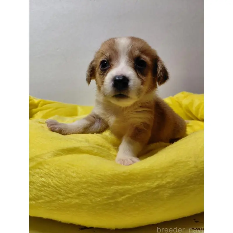 販売中の神奈川県のミックス犬-456145の8枚目