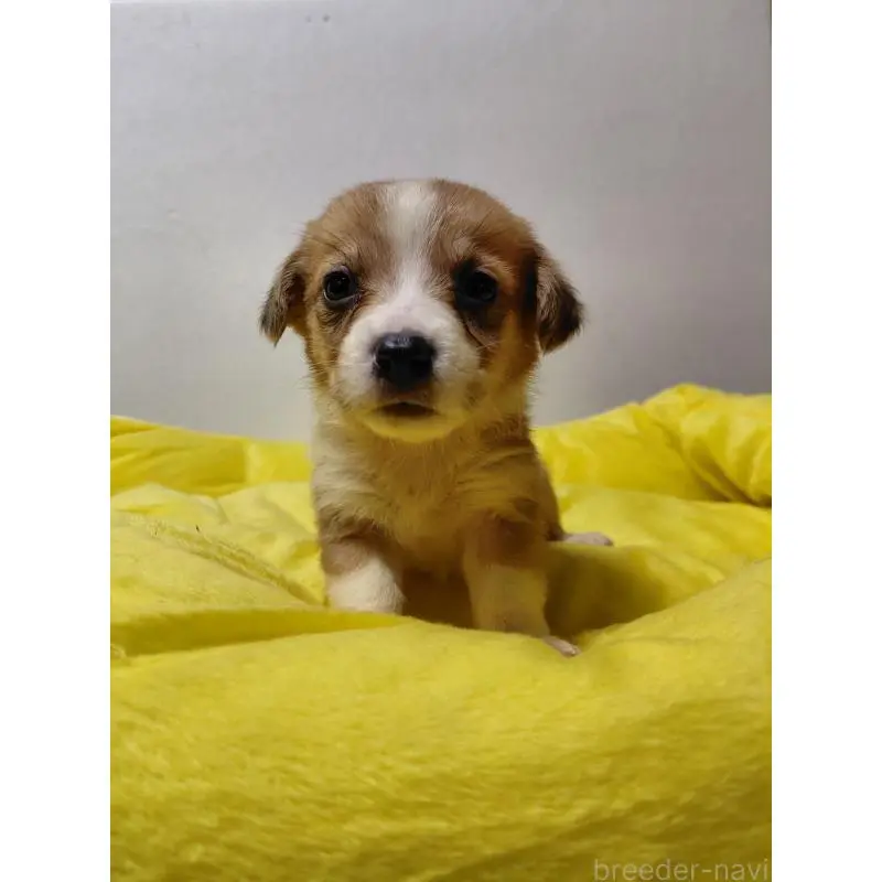 販売中の神奈川県のミックス犬-456145の7枚目