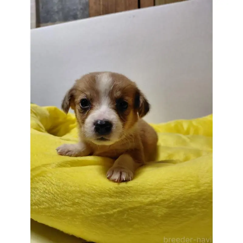 販売中の神奈川県のミックス犬-456145の6枚目