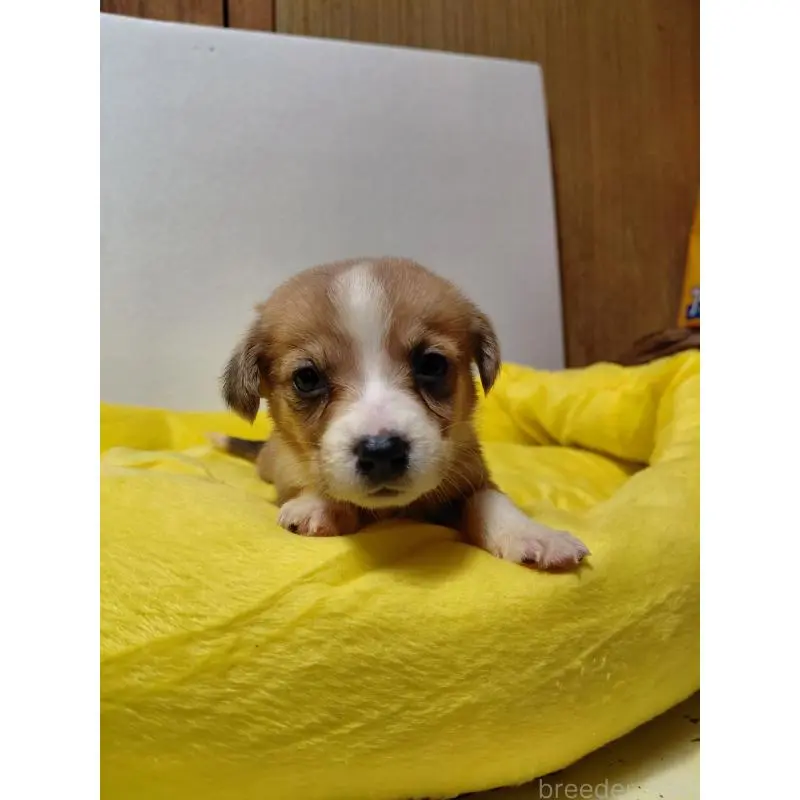 販売中の神奈川県のミックス犬-456145の5枚目