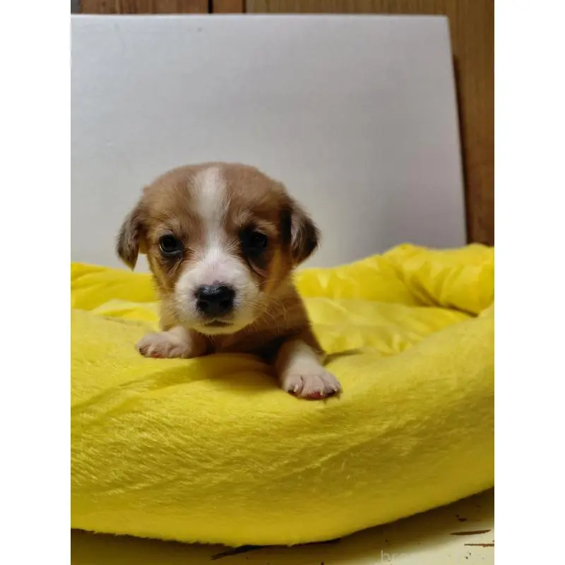 販売中の神奈川県のミックス犬-456145の4枚目