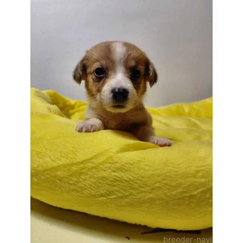 販売中の神奈川県のミックス犬-456145の3枚目