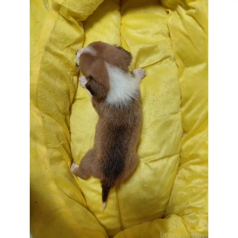 販売中の神奈川県のミックス犬-456145の2枚目