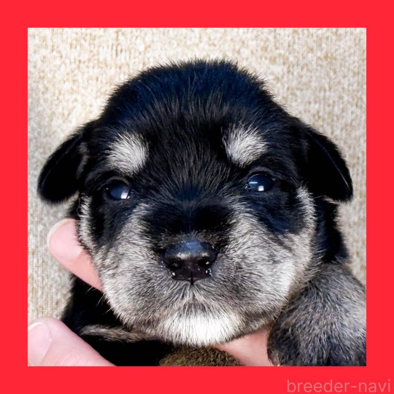 販売中の愛知県のミニチュアシュナウザー-456147