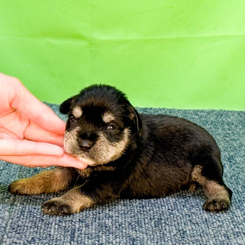 販売中の愛知県のミニチュアシュナウザー-456147の3枚目