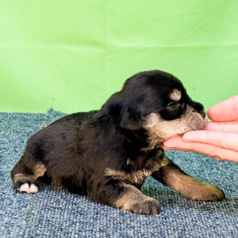 販売中の愛知県のミニチュアシュナウザー-456147の2枚目