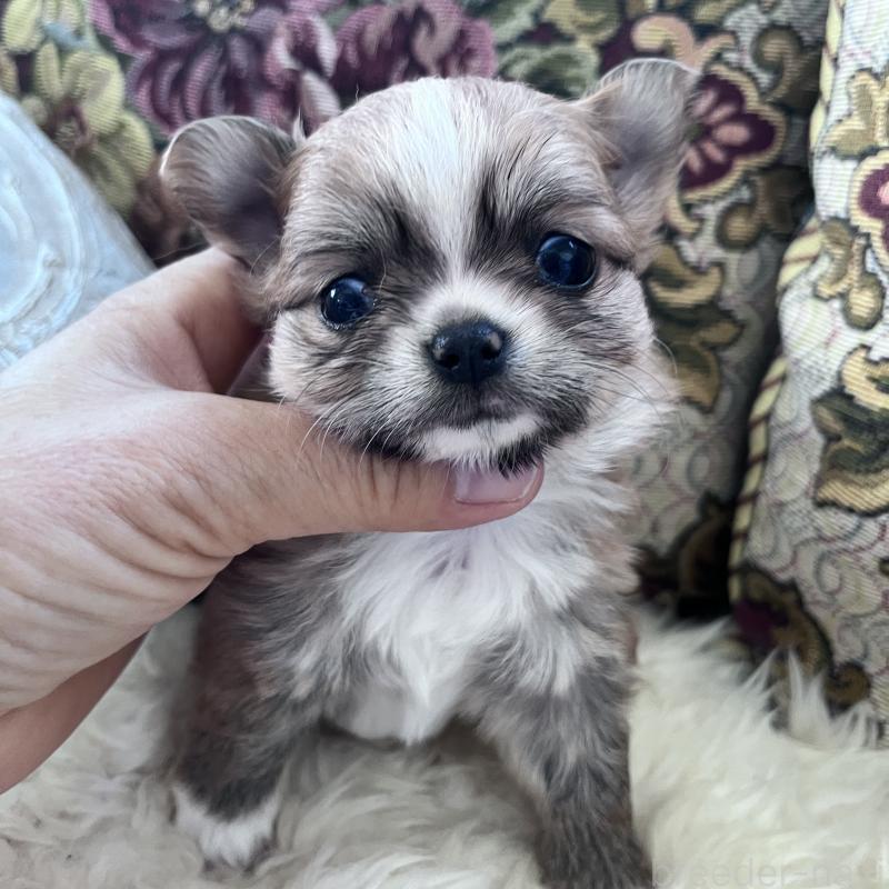 販売中の山口県のチワワ(ロングコート)-456148の2枚目