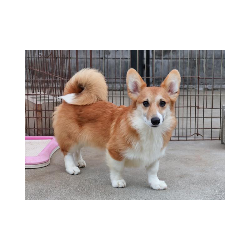 販売中の兵庫県のウェルシュコーギーペンブローク-426948