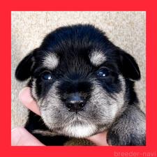 オンライン見学