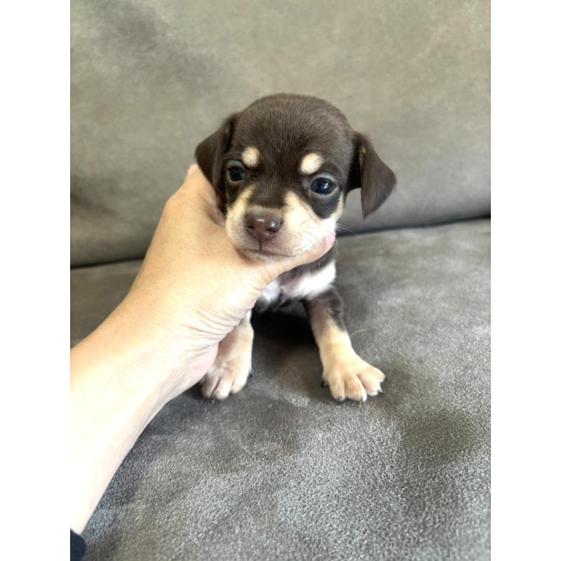 販売中の高知県のチワックス:チワワ×ミニチュアダックスフンド-456149の4枚目