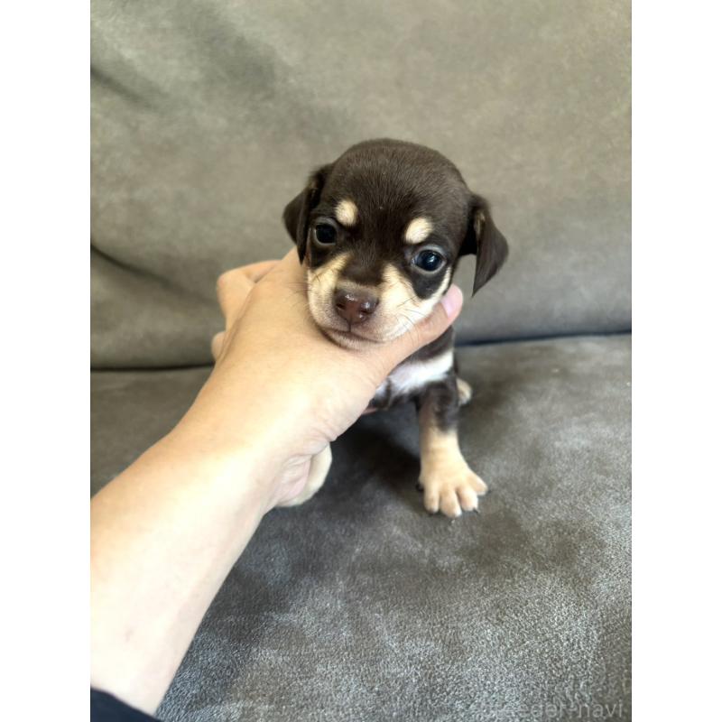 販売中の高知県のチワックス:チワワ×ミニチュアダックスフンド-456149の3枚目