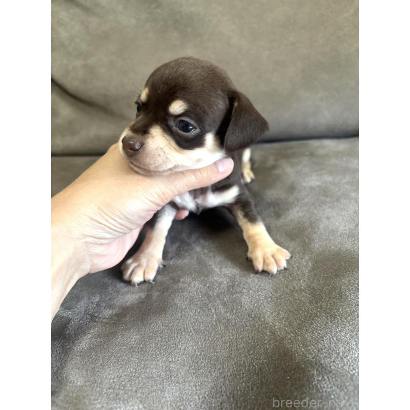 販売中の高知県のチワックス:チワワ×ミニチュアダックスフンド-456149の2枚目