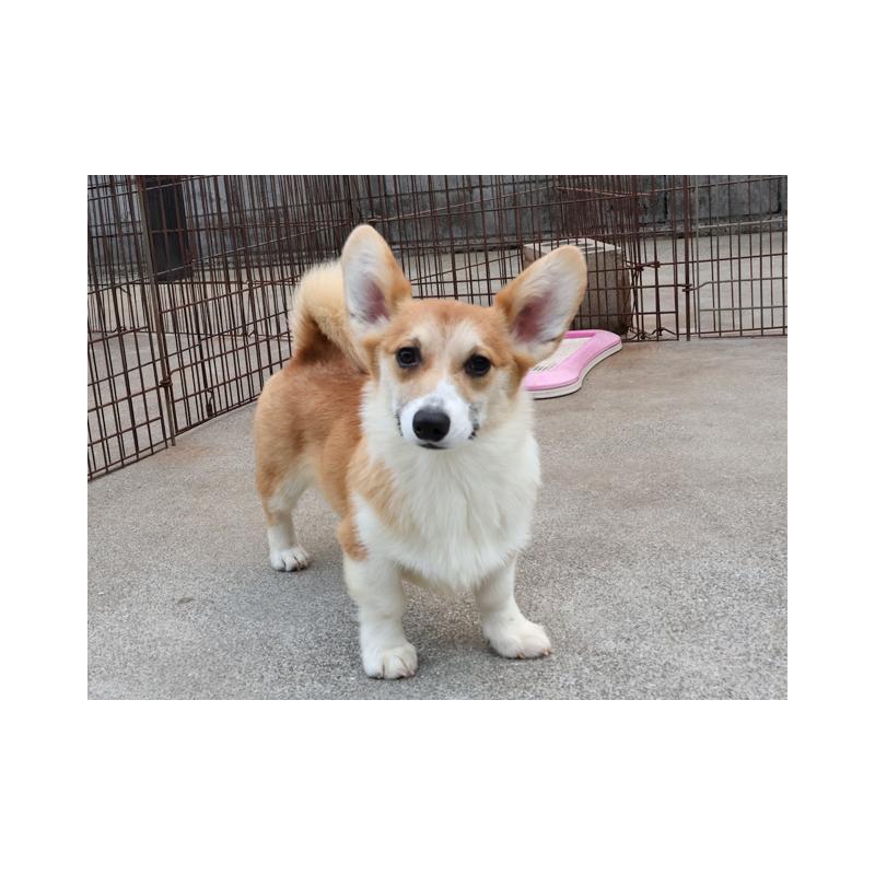 販売中の兵庫県のウェルシュコーギーペンブローク-426950