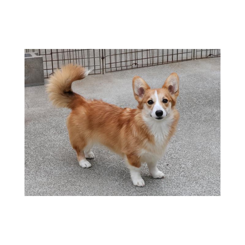 販売中の兵庫県のウェルシュコーギーペンブローク-426951