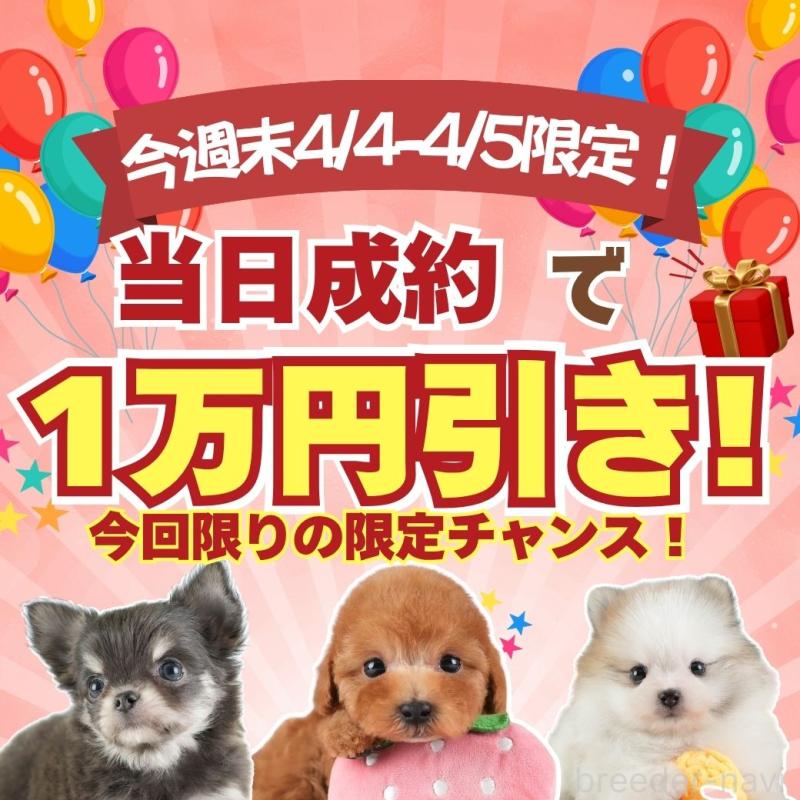 商談中の埼玉県のポメチワ:ポメラニアン×チワワ-443850の3枚目