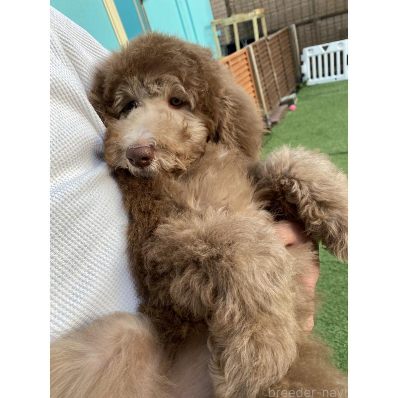 ♀︎スタンダードプードル