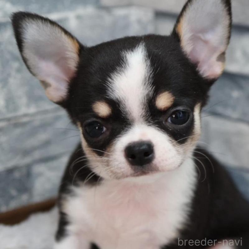 販売中の愛知県のチワワ(スムースコート)-456150