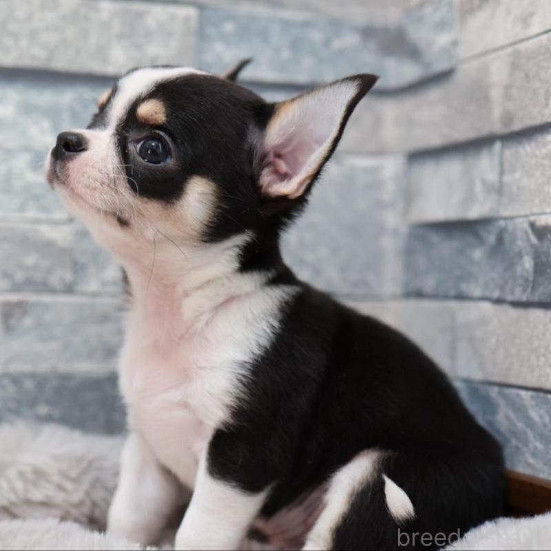 販売中の愛知県のチワワ(スムースコート)-456150の7枚目