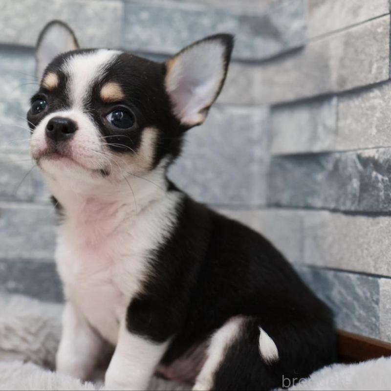 販売中の愛知県のチワワ(スムースコート)-456150の6枚目