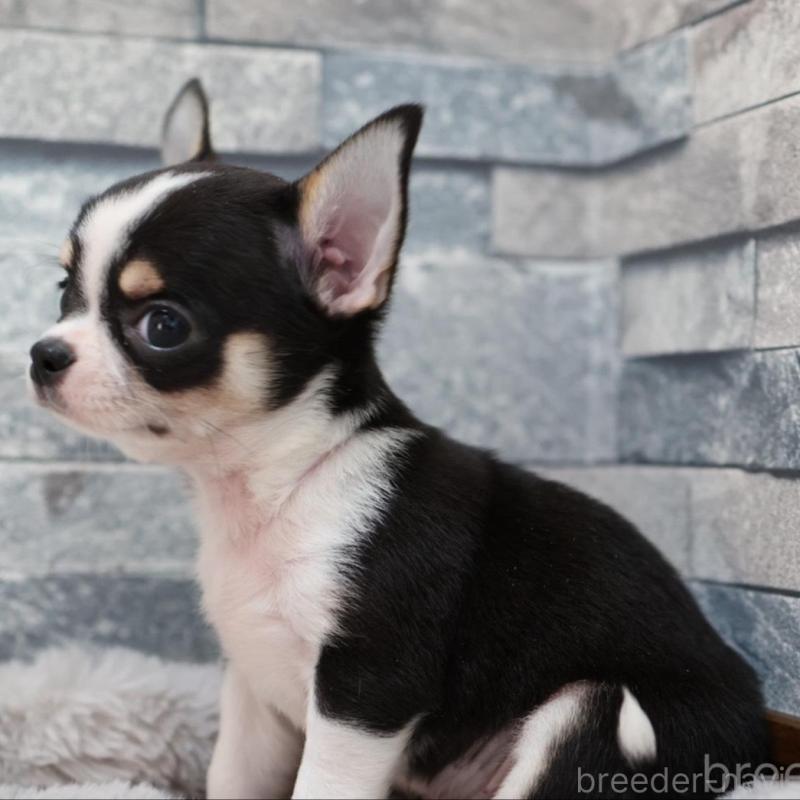 販売中の愛知県のチワワ(スムースコート)-456150の5枚目