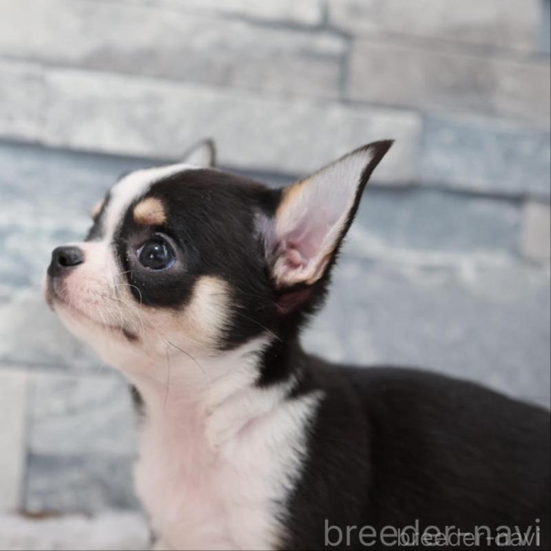 販売中の愛知県のチワワ(スムースコート)-456150の4枚目