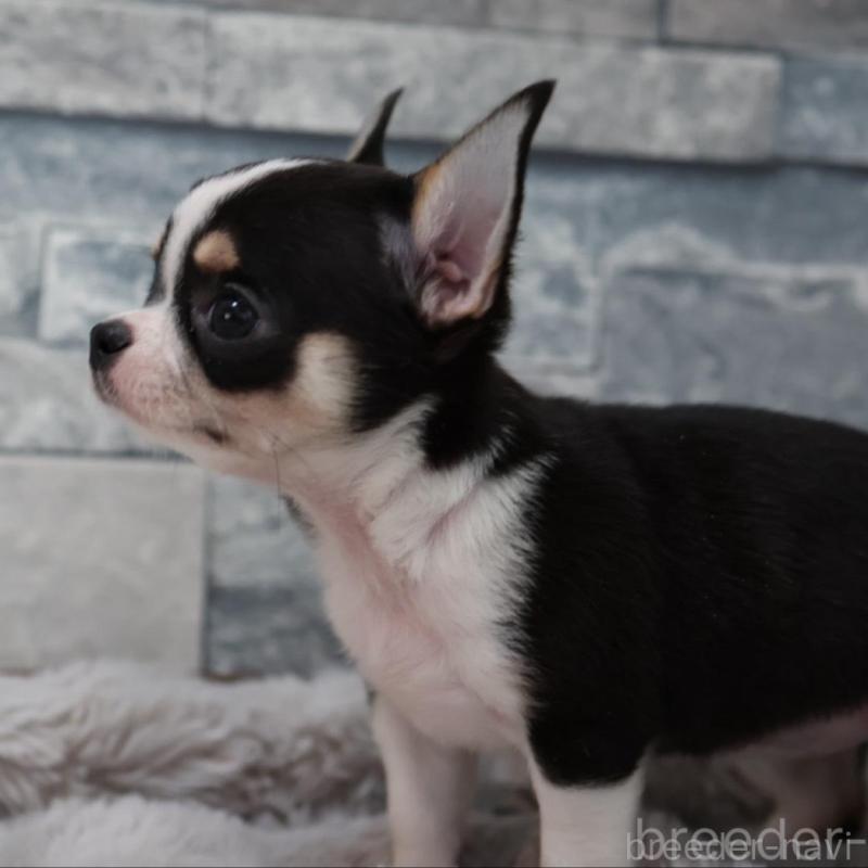 販売中の愛知県のチワワ(スムースコート)-456150の3枚目