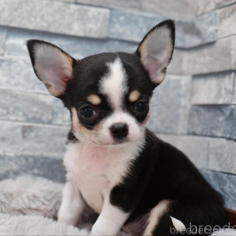 販売中の愛知県のチワワ(スムースコート)-456150の2枚目