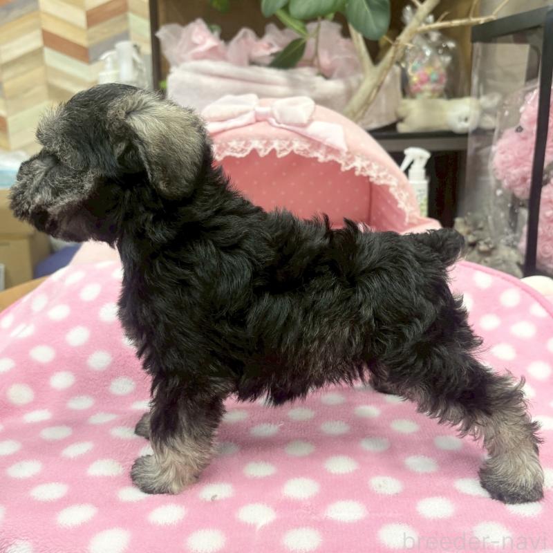 販売中の大阪府のミニチュアシュナウザー-456151の9枚目