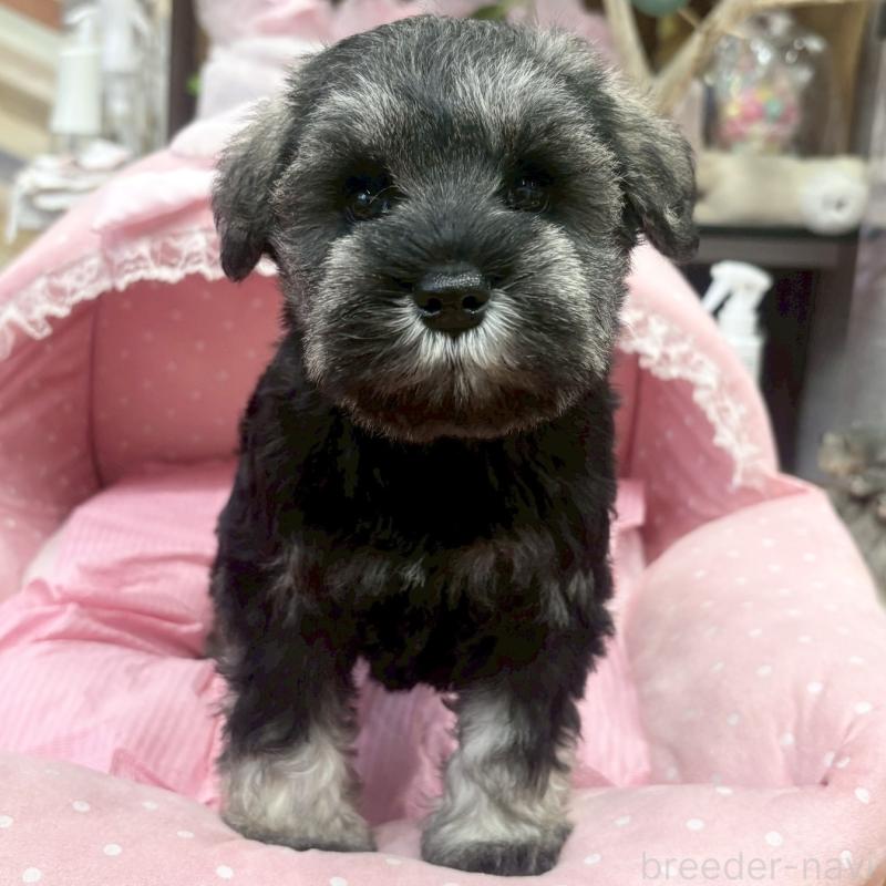 販売中の大阪府のミニチュアシュナウザー-456151の8枚目