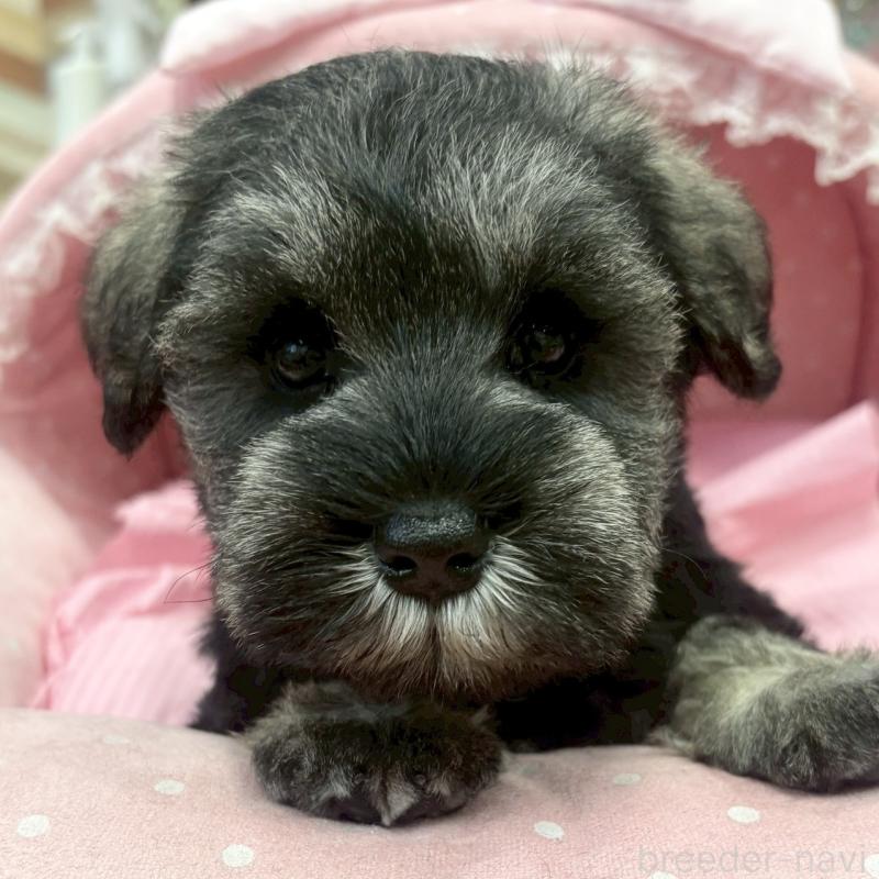 販売中の大阪府のミニチュアシュナウザー-456151の7枚目