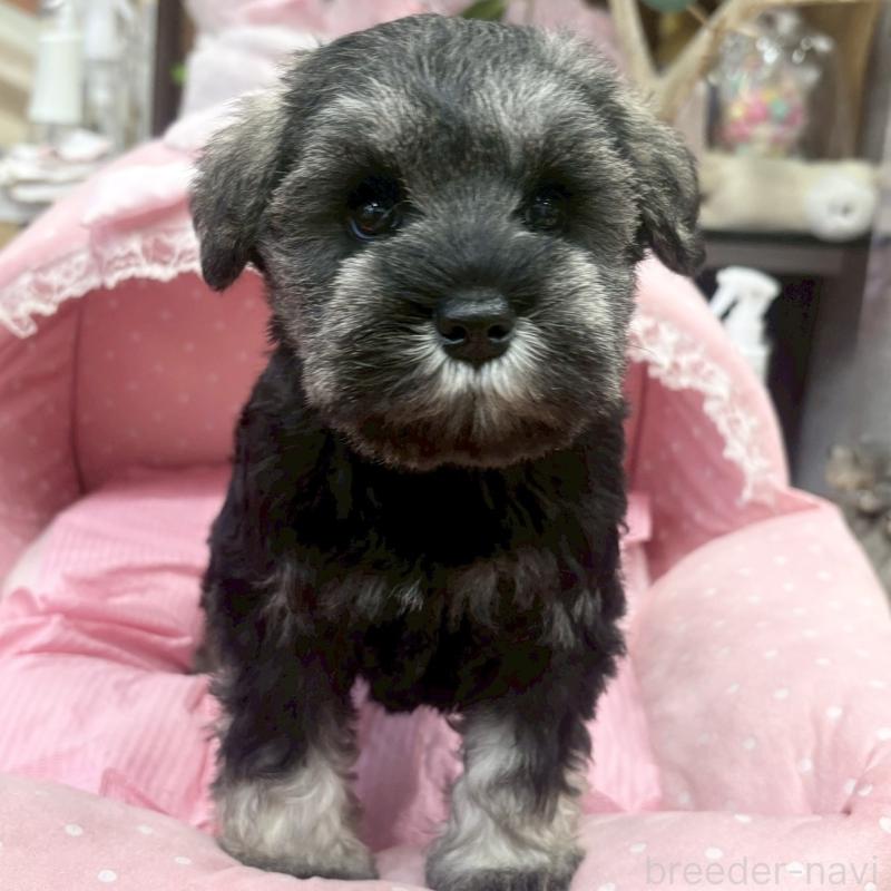 販売中の大阪府のミニチュアシュナウザー-456151の6枚目