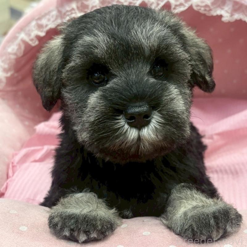 販売中の大阪府のミニチュアシュナウザー-456151の5枚目