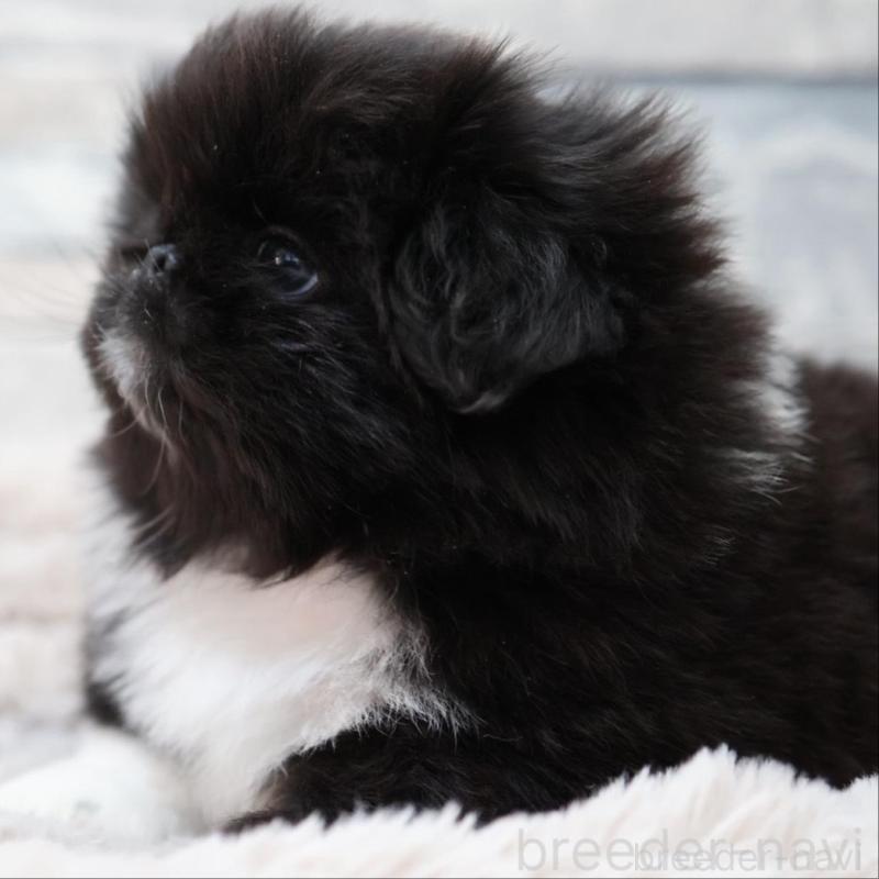 販売中の愛知県のペキニーズ-456152の6枚目