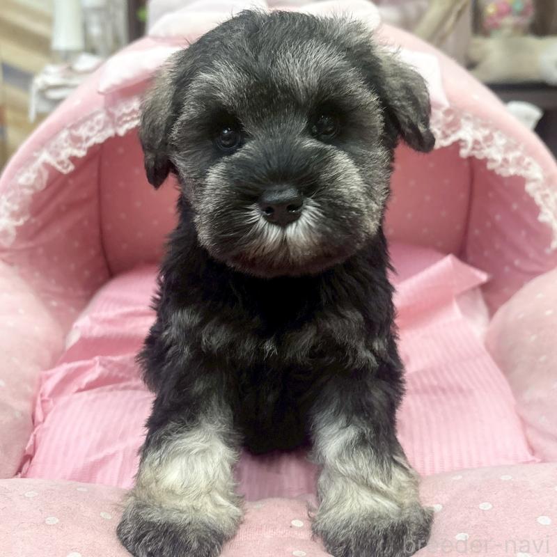 販売中の大阪府のミニチュアシュナウザー-456151の4枚目