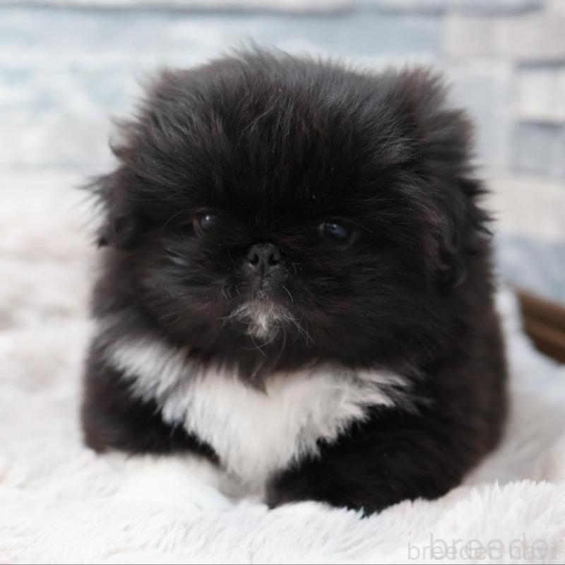 販売中の愛知県のペキニーズ-456152の5枚目