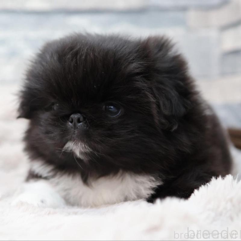 販売中の愛知県のペキニーズ-456152の4枚目