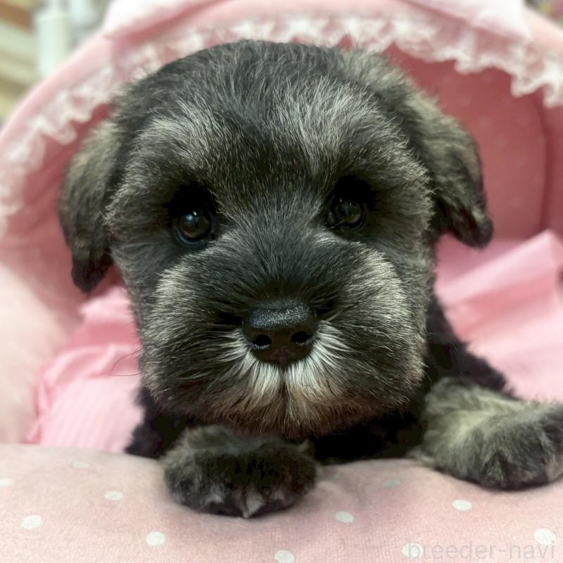 販売中の大阪府のミニチュアシュナウザー-456151の3枚目