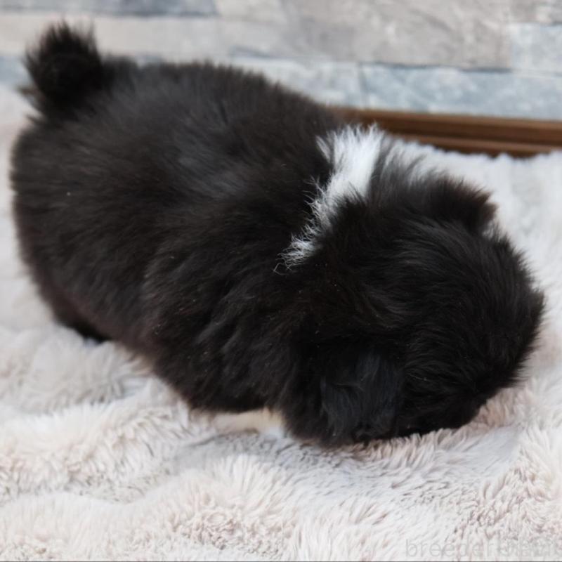 販売中の愛知県のペキニーズ-456152の3枚目