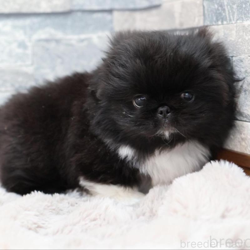 販売中の愛知県のペキニーズ-456152の2枚目