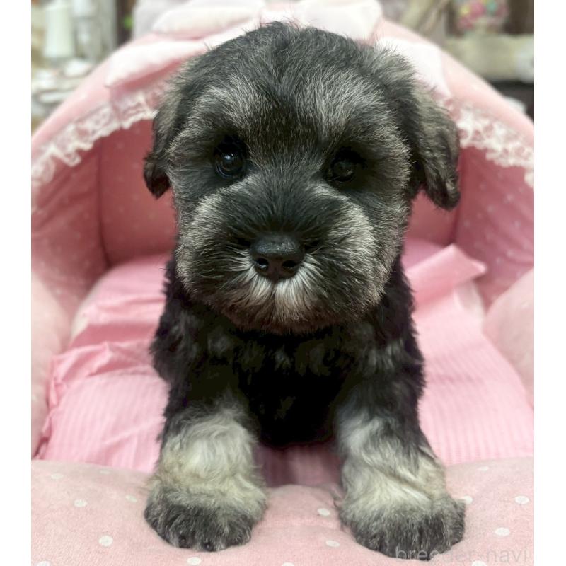 販売中の大阪府のミニチュアシュナウザー-456151の2枚目