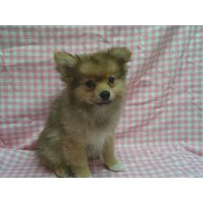 ♀︎ポメラニアン